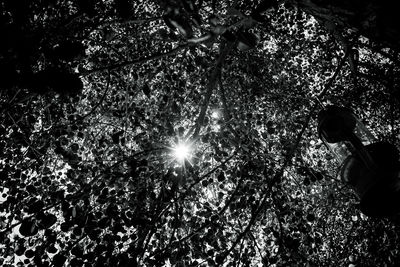 Low angle view of illuminated trees in forest at night