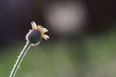 Close-up of flower plant