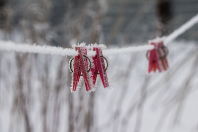 Close-up of frozen plant