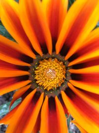 Close-up of orange flower blooming outdoors