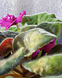 Close-up of plant against blurred background