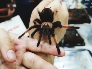 Close-up of hand holding insect