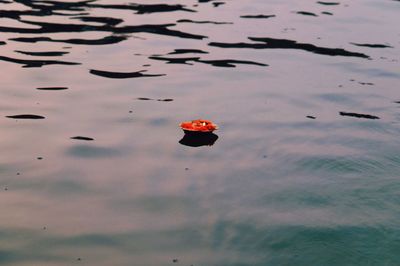 Red floating on water