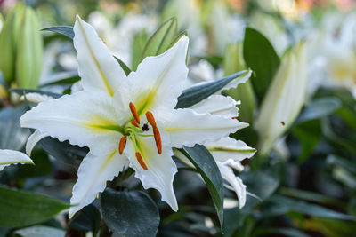 Close-up of white flowering plant