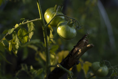 Green tomatoes on branch. tomatoes in sunlight. vegetables in garden. fruit maturation. 