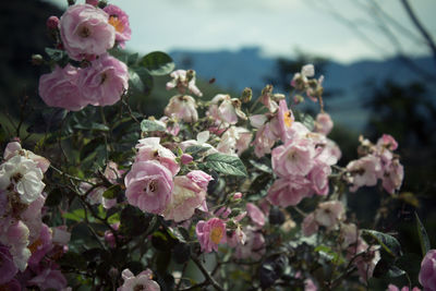 Close-up of pink roses