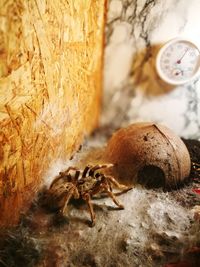 Close-up of crab on wood