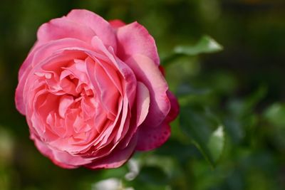 Close-up of pink rose