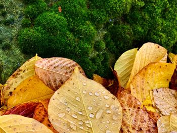 Close-up of wet maple leaves on tree
