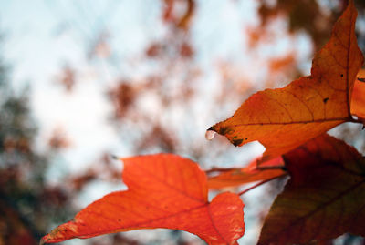Close-up of orange maple leaf against sky