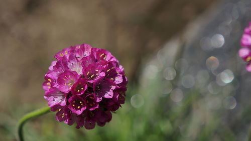 Close-up of pink flower blooming outdoors