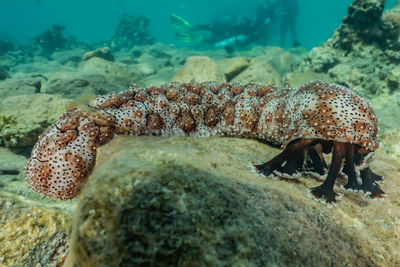 Sea animal on coral in sea