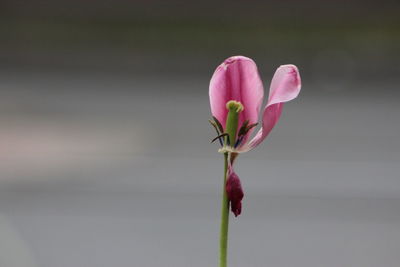 Close-up of pink flower blooming outdoors