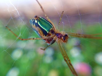 Close-up of spider
