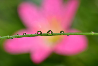 Close-up of water drops on pink leaf