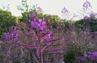 Pink flowers blooming in park