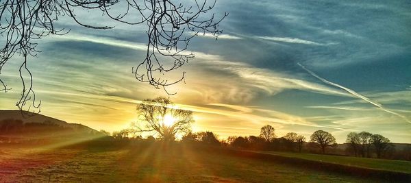 Silhouette trees on field against sky during sunset