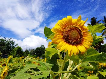 Close-up of yellow sunflower against sky