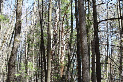 Low angle view of trees in forest