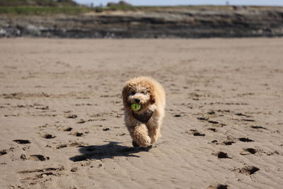 Portrait of dog on sand