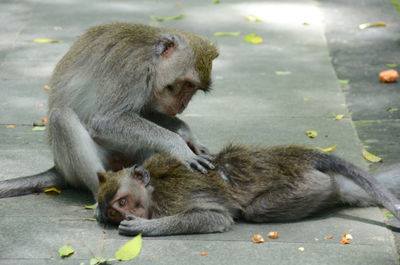 Close-up of monkey sitting outdoors