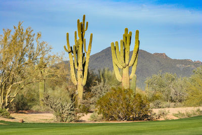 Saguaro cactus on a desert golf course in arizona