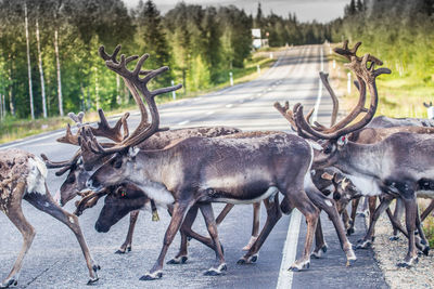 Deer in a row