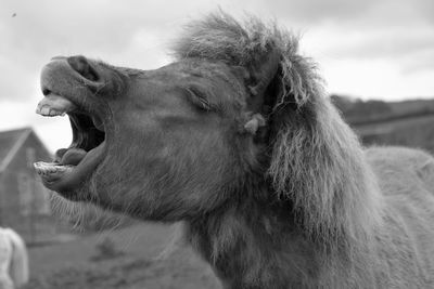 Close-up of a horse