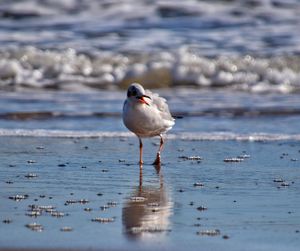 Seagull perching at beach