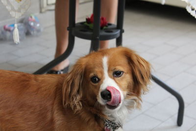 Close-up portrait of dog