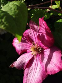 Close-up of passion flower blooming outdoors