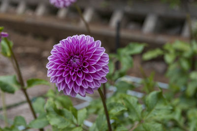 Close-up of pink flower