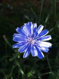 Close-up of purple flower on field