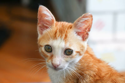 Close-up portrait of cat