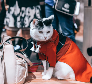 Close-up of cat sitting on table