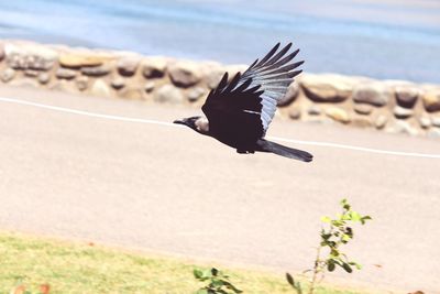 Close-up of bird in flight