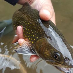 Cropped hand holding fish