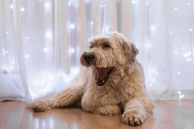 Long-haired south russian shepherd dog on a floor on a background of white curtain with lights.