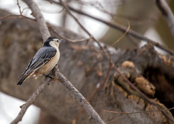 Close-up of bird perching on branch