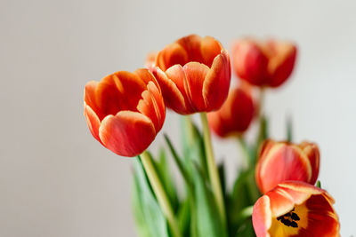 Close-up of red flower