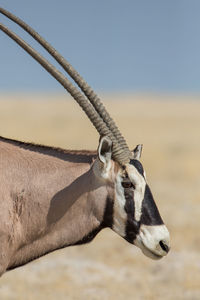 Close-up of horse