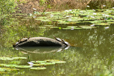 Duck swimming in lake