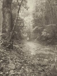 Narrow pathway along trees in forest