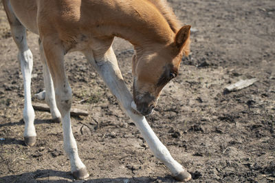 Close-up of a deer