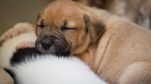 Close-up of puppies sleeping indoors