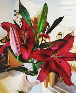 Close-up of red lilies