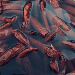 High angle view of seagulls