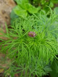 Close-up of insect on plant