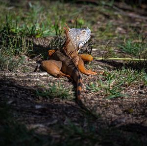 Close-up of lizard on ground