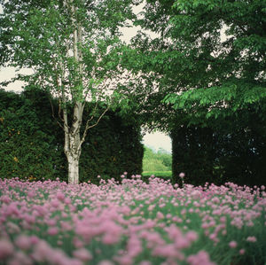 View of flowering plants in park